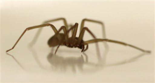 Venomous Spiders Prompt University Library Shutdown