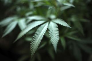 VA Lawmakers Vote to Legalize Marijuana... Eventually