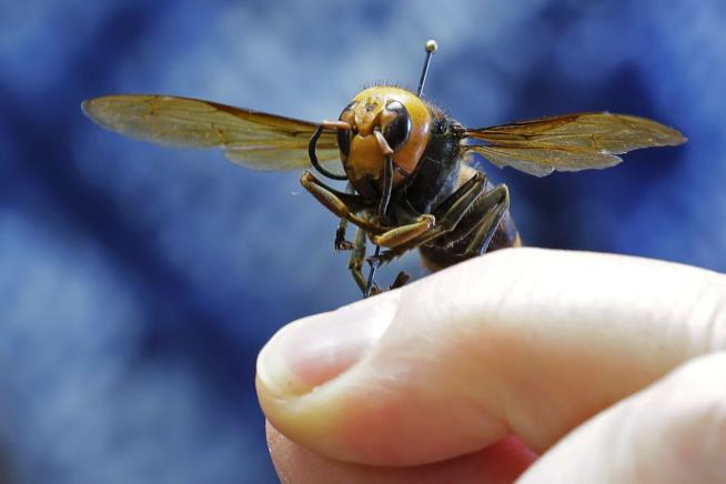 As Weather Warms, Scientists Take Aim at Murder Hornets