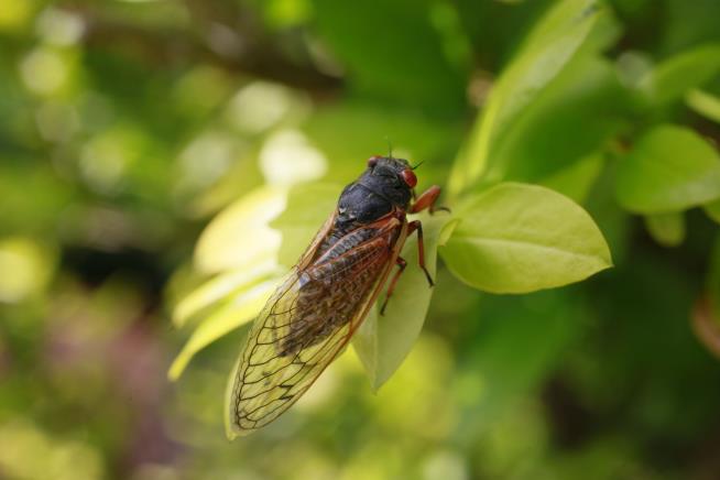 Tens of Billions of Cicadas Are Due Soon
