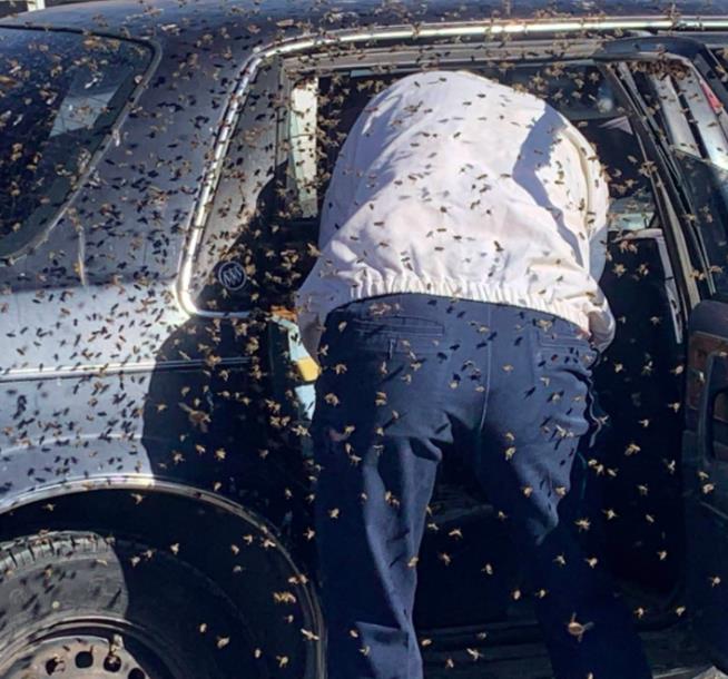 He Was in the Store for 10 Minutes. 15K Bees Flew Into His Car