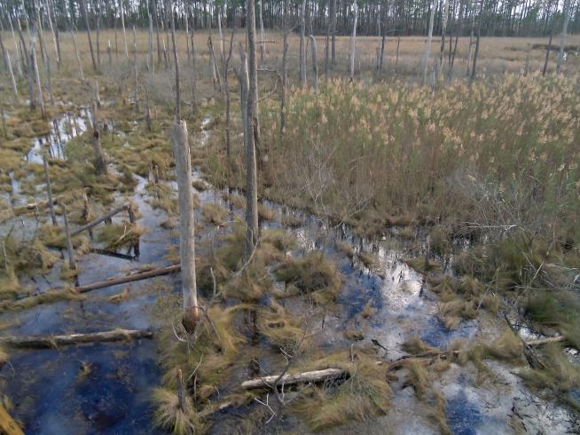 'Ghost Forest' Problem Is Creeping Inland