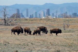 In Denver, Reparations Come in the Form of Bison