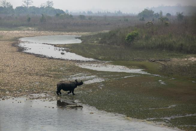 Nepal Census Finds Rhinos Bouncing Back in Pandemic