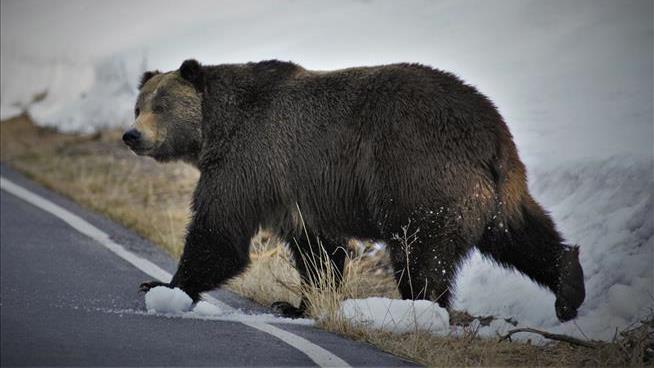 Man Fishing Near Yellowstone Dies Days After Grizzly Mauling