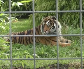 In a World First, Vet Saves Eye of a Tiger