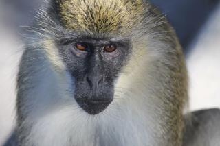 Airport Monkeys Descended From Daring Escape Artists