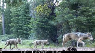 Deer-Vehicle Collisions Drop When Wolves Move In