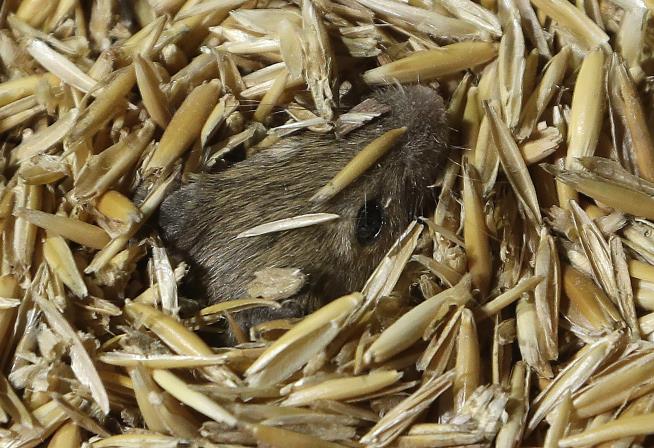 Australia Tormented by Plague of Ravenous Mice