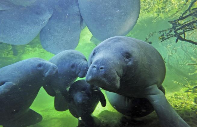 In Florida, Manatees Are 'Rotting Along the Waterways'