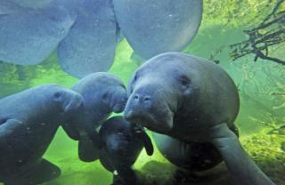 In Florida, Manatees Are 'Rotting Along the Waterways'
