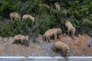 Officials Scramble as City Is Warned: The Elephants Are Coming