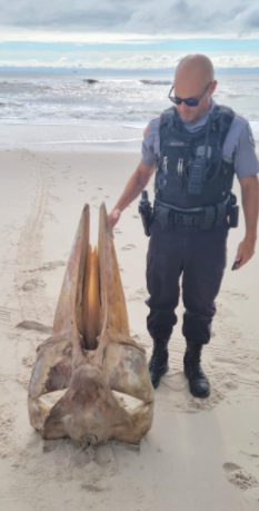 Huge Skull Found on NJ Beach After Storm