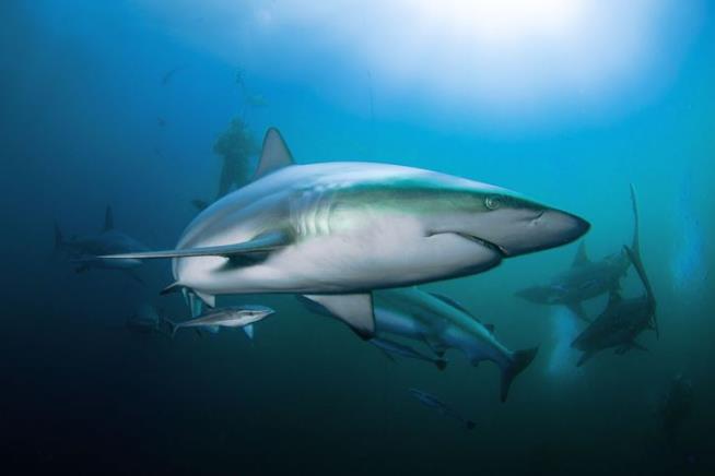 Mysterious Ancient Event Nearly Wiped Out Sharks