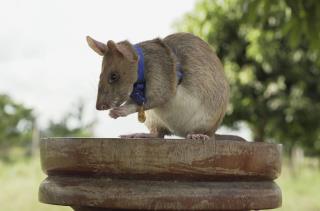 He's Helped 'Save Many Lives.' He's Also a Rat