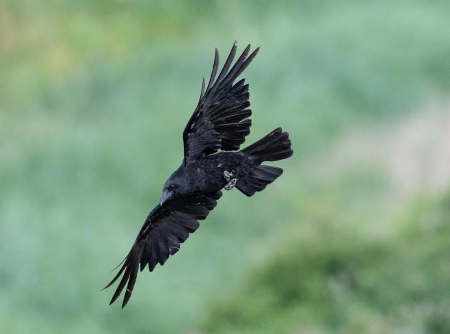 Screams Rise From Rome's Streets as Crows Attack