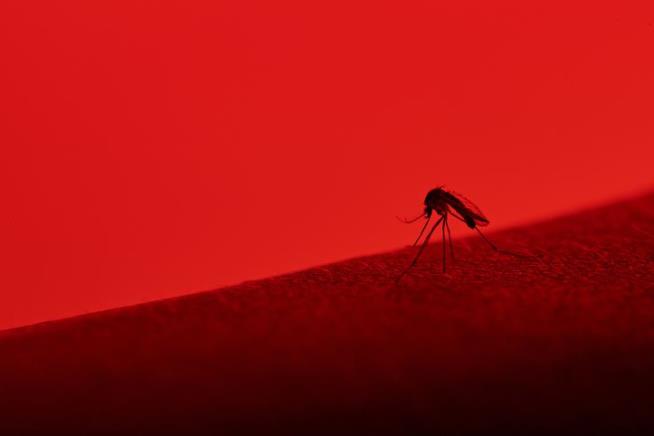 'Miraculous' Bacteria Slashes Dengue Cases 77%