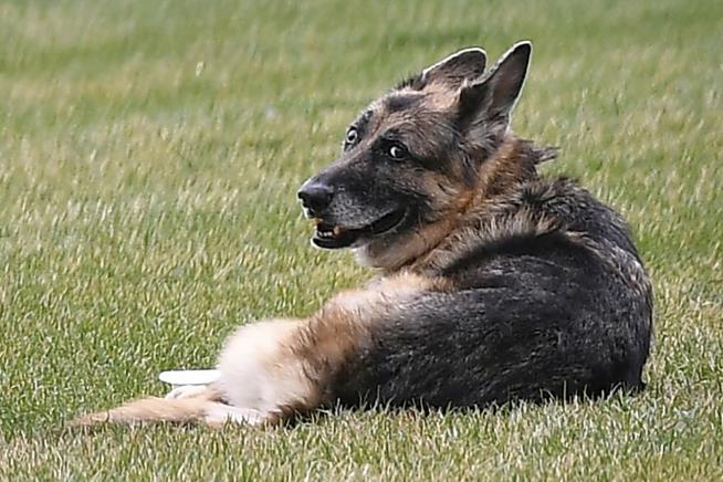 Bidens' Older Dog Has Died