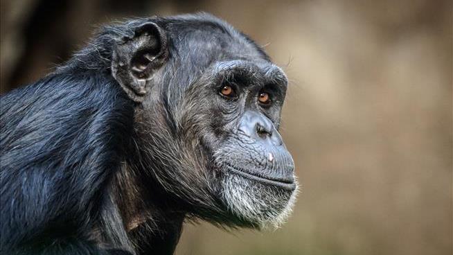 Cop Kills Chimpanzee That Attacked Woman