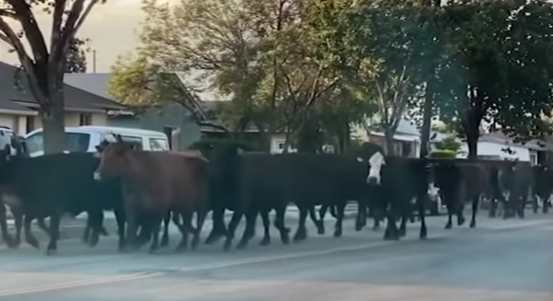 Escaped Cows Stampede Through California Town