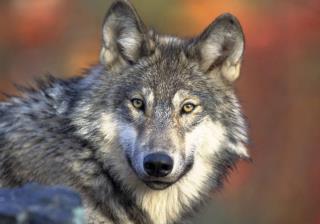 Wisconsin's Gray Wolves Declined Up to 33% in a Year