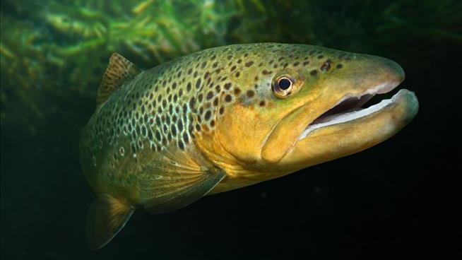 Researchers Say Trout Can Get Hooked on Our Meth