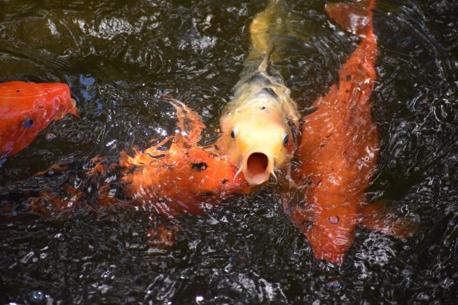 Minnesota: Please Stop Dumping Goldfish in the Lakes