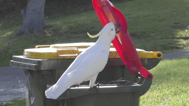 Clever Cockatoos Figure Out Trash Cans, Teach Each Other