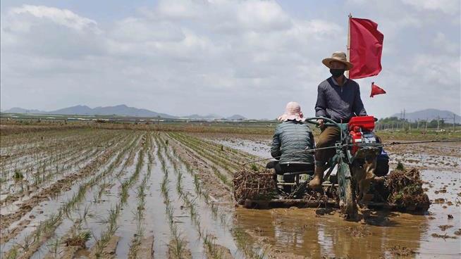 North Korea Taps Its Emergency Rice Reserves