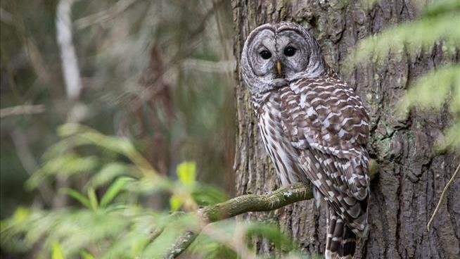 Central Park Celebrity Owl Killed By Maintenance Vehicle