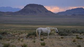 On the Western Plains, a Debate on America's Mustangs