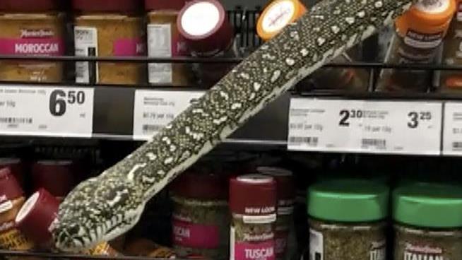 Snake Surprises Completely Appropriate Grocery Shopper