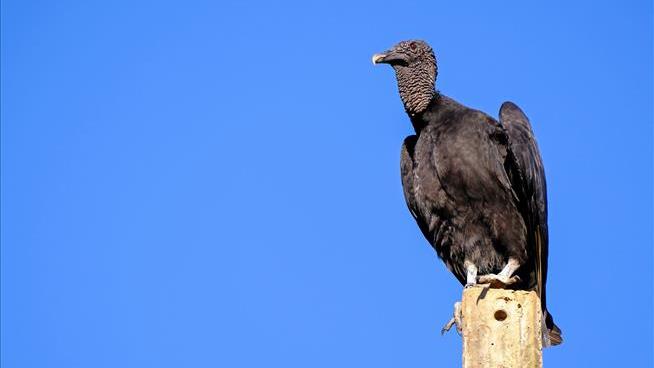 In Indiana, Black Vultures Killing Some Live Calves