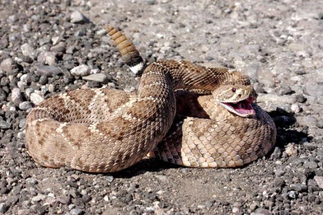 Rattlesnakes Can Fool Us With Their Rattles