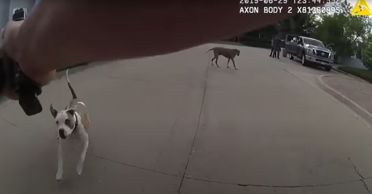 Couple Sues Police After Puppy Shot And Killed