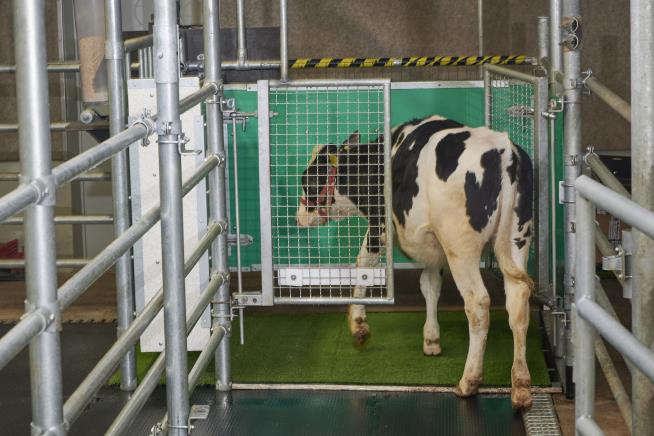 Scientists Managed to Potty-Train Cows