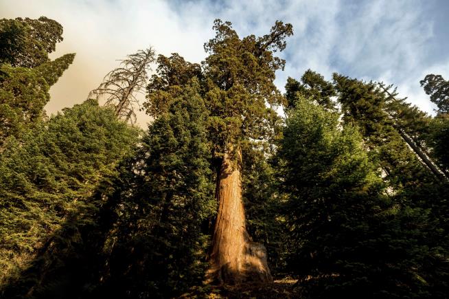 Wildfires Bear Down on California's Massive, Ancient Sequoias