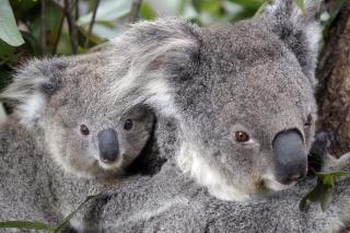 Koalas Are Getting Vaccinated for Chlamydia