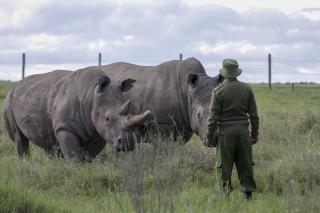 Project to Save White Rhino Is Down to One Living Animal