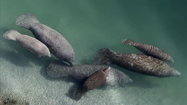Manatees' Die-Off Continues in Florida
