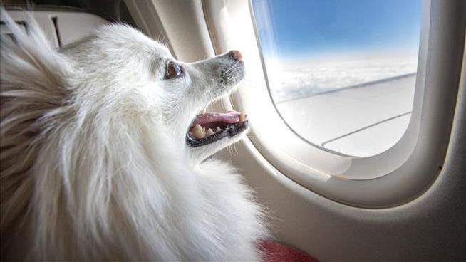 Jet-Setting With Your Dog Isn't as Doable These Days