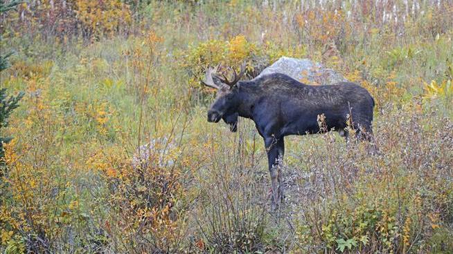 Maine's Plan to Save Its Moose Involves Killing Them