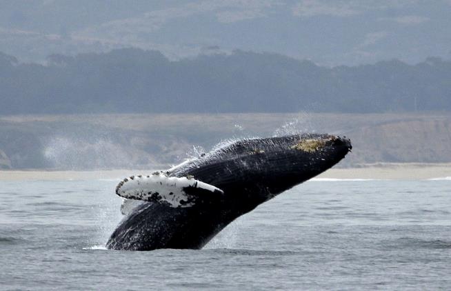Big Whales Eat a Whole Lot More Than We Thought