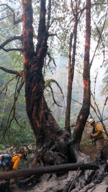 Tree DNA Helps Convict Timber Poacher