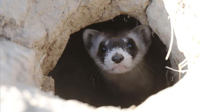 Cute Critter in Colorado Garage Turns Out to be Endangered