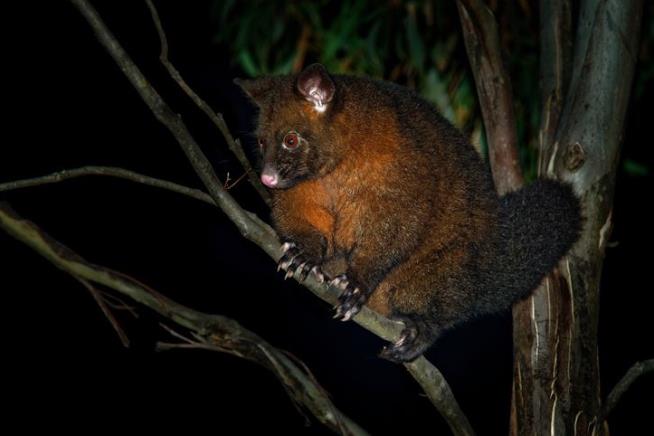 'I'm Being Held Hostage by a Possum'