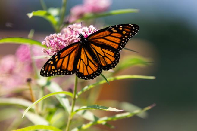 After a Distressing 2020, 'the Butterflies Are Back'