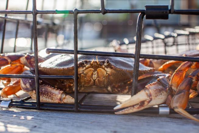 UK to Recognize Crab, Octopus Have Feelings
