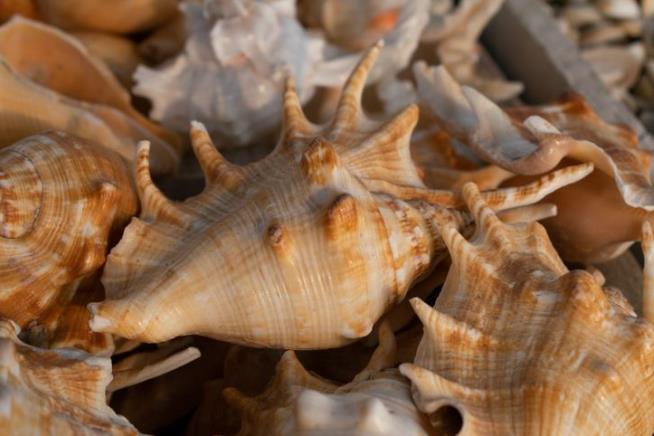 Cops: DNA in Conch Shell Solves Old Murder Mystery