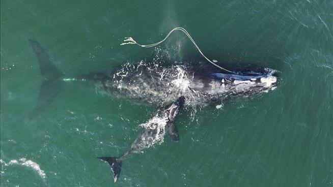 Right Whale Gives Birth While Snared in Ropes